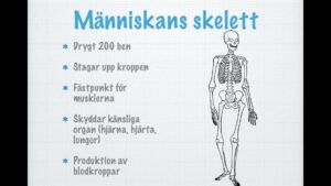 Rörben Exempel på rörben och deras funktioner i kroppen